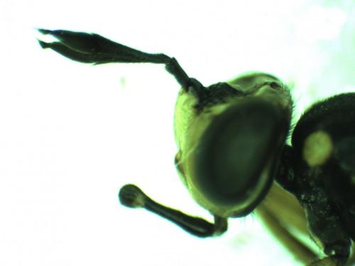 Leopoldius sp.